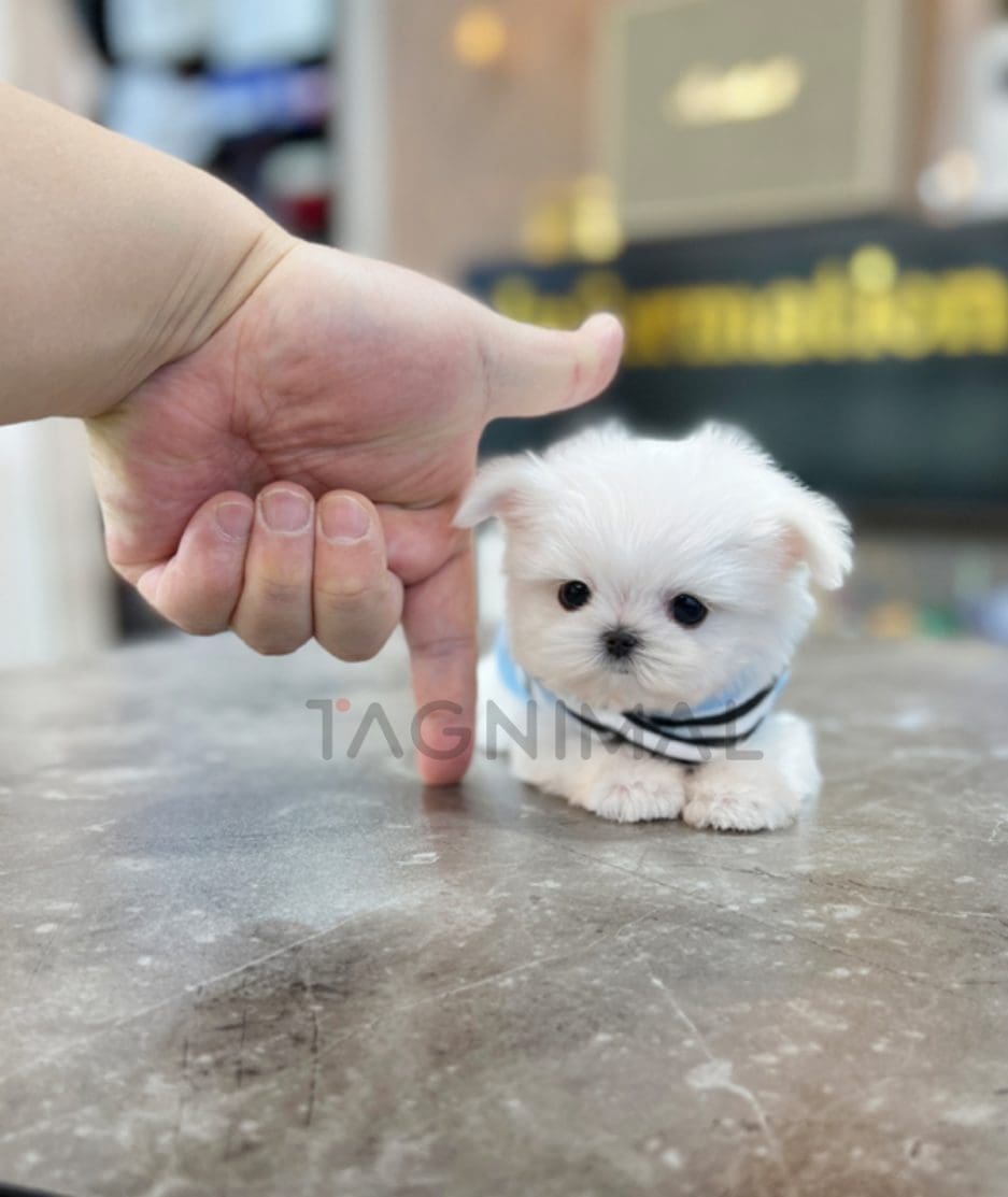 Maltese puppy for sale, dog for sale at Tagnimal