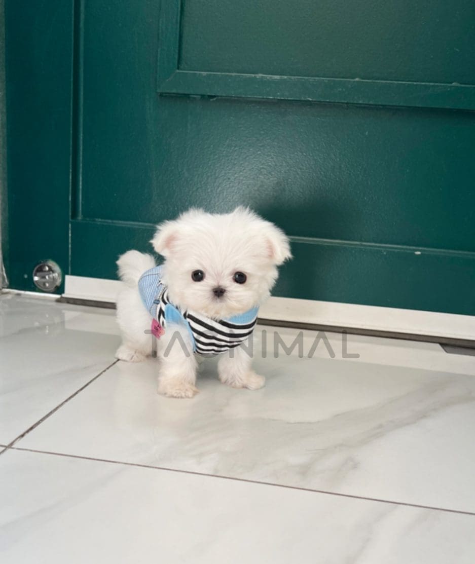 Maltese puppy for sale, dog for sale at Tagnimal