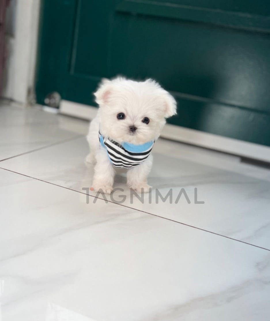 Maltese puppy for sale, dog for sale at Tagnimal