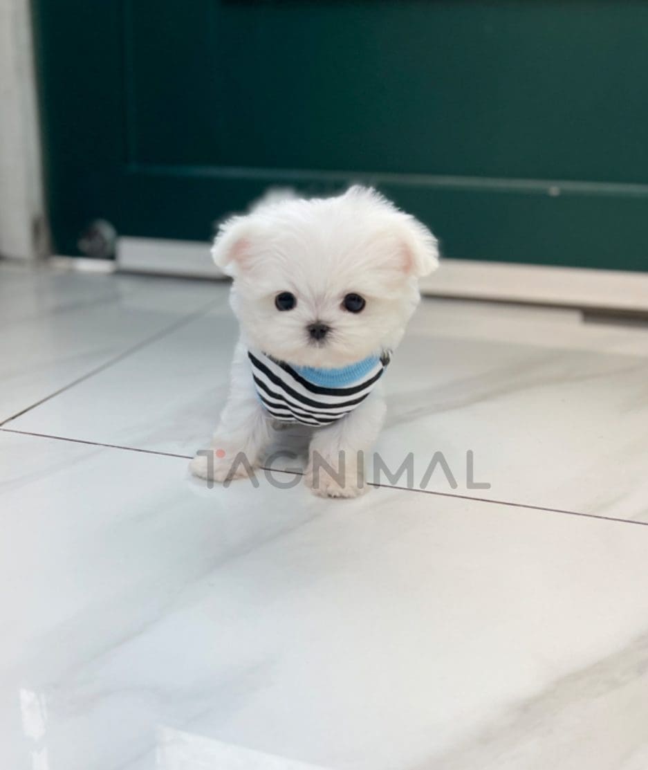 Maltese puppy for sale, dog for sale at Tagnimal