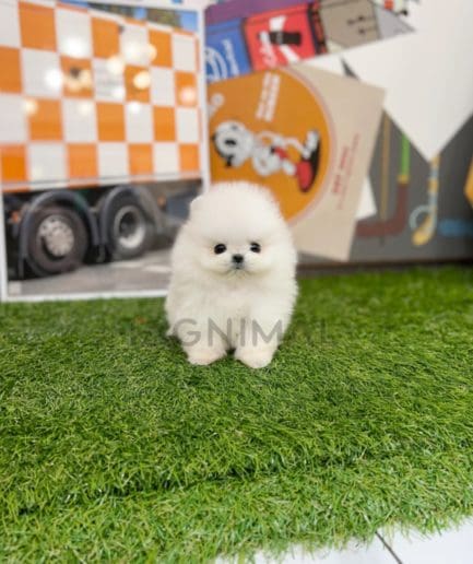 Pomeranian puppy for sale, dog for sale at Tagnimal