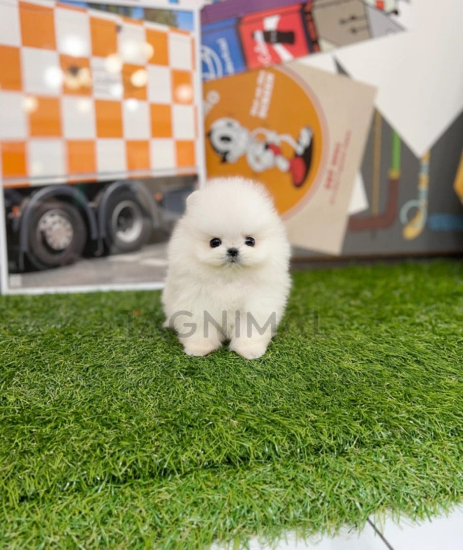 Pomeranian puppy for sale, dog for sale at Tagnimal