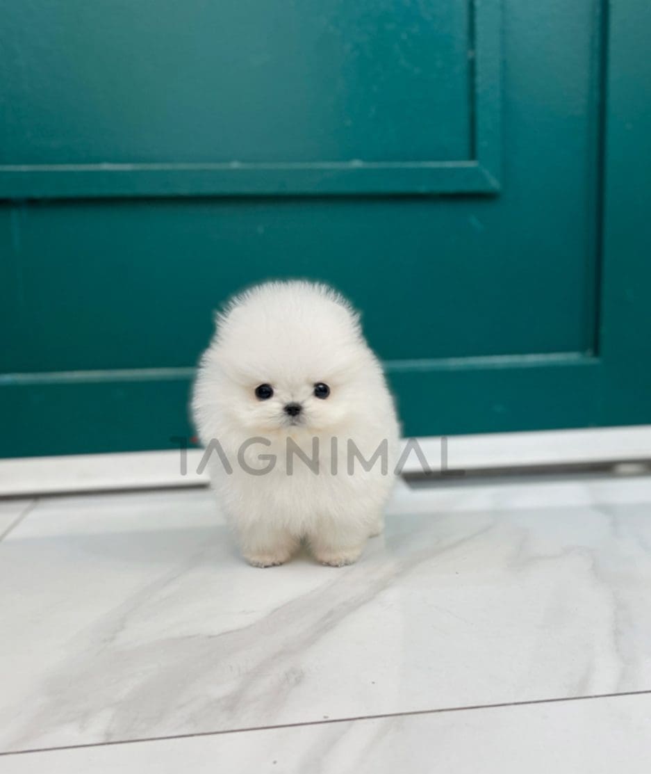 Pomeranian puppy for sale, dog for sale at Tagnimal