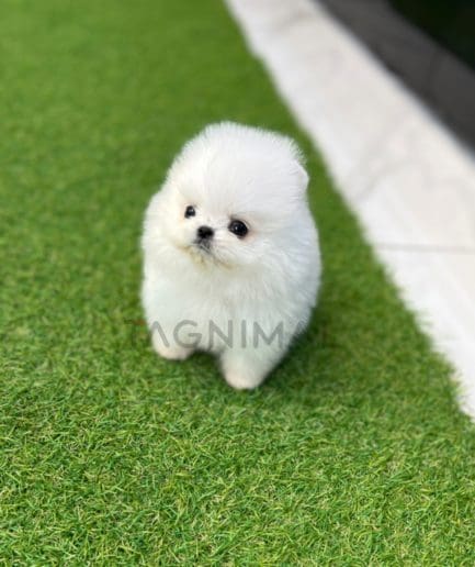 Pomeranian puppy for sale, dog for sale at Tagnimal