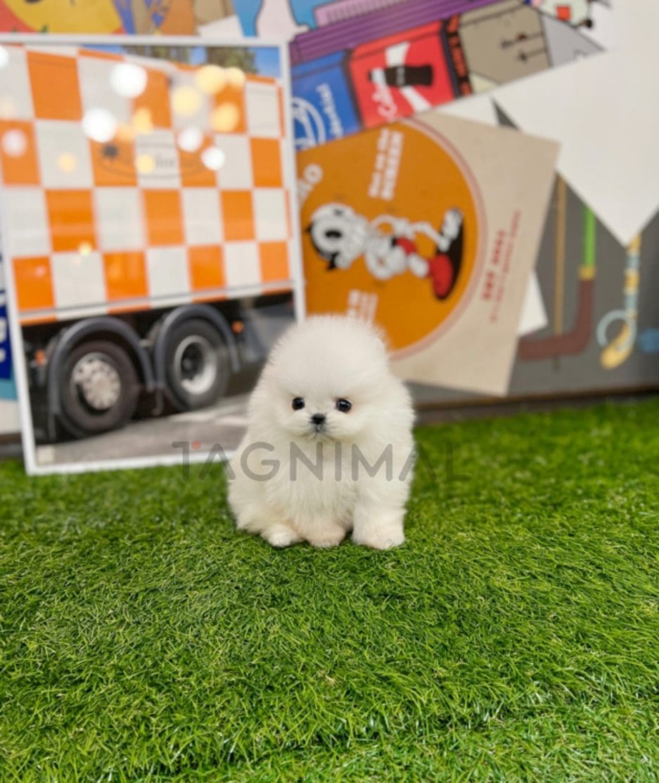 Pomeranian puppy for sale, dog for sale at Tagnimal