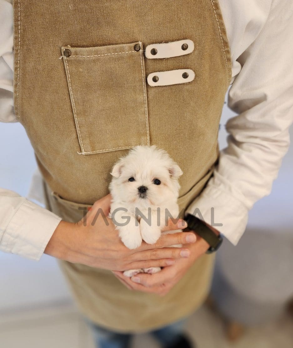 Maltese puppy for sale, dog for sale at Tagnimal