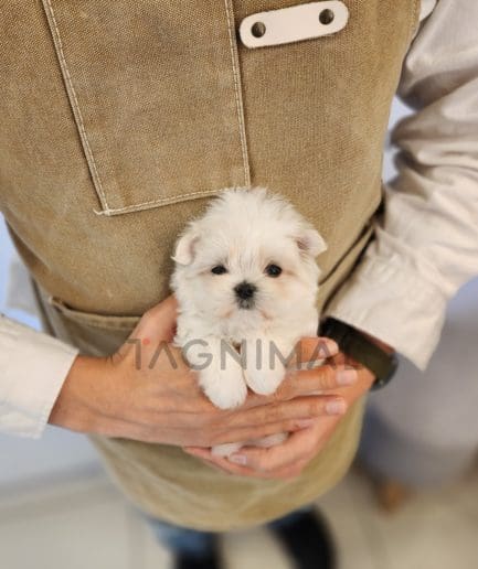 Maltese puppy for sale, dog for sale at Tagnimal