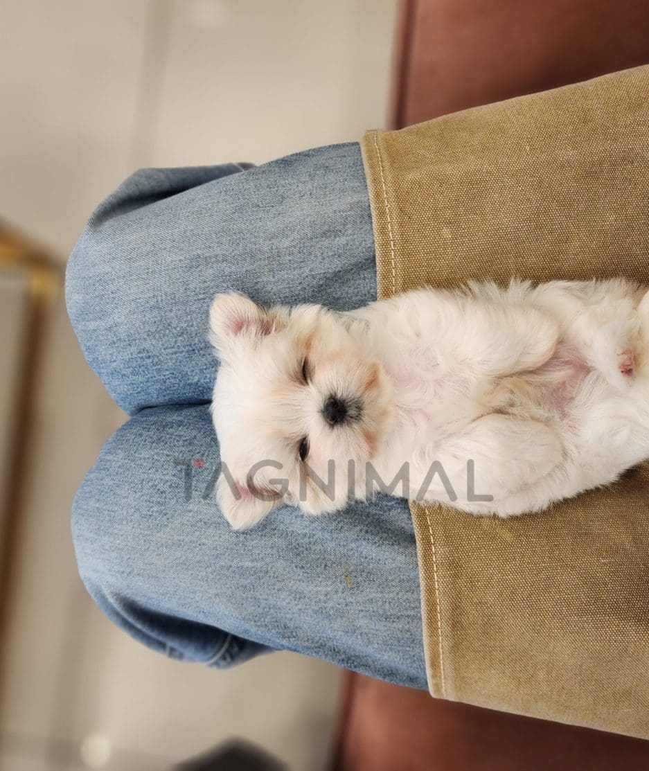 Maltese puppy for sale, dog for sale at Tagnimal