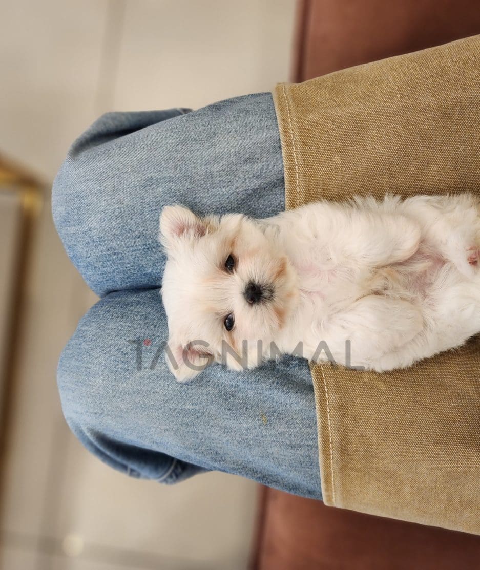 Maltese puppy for sale, dog for sale at Tagnimal