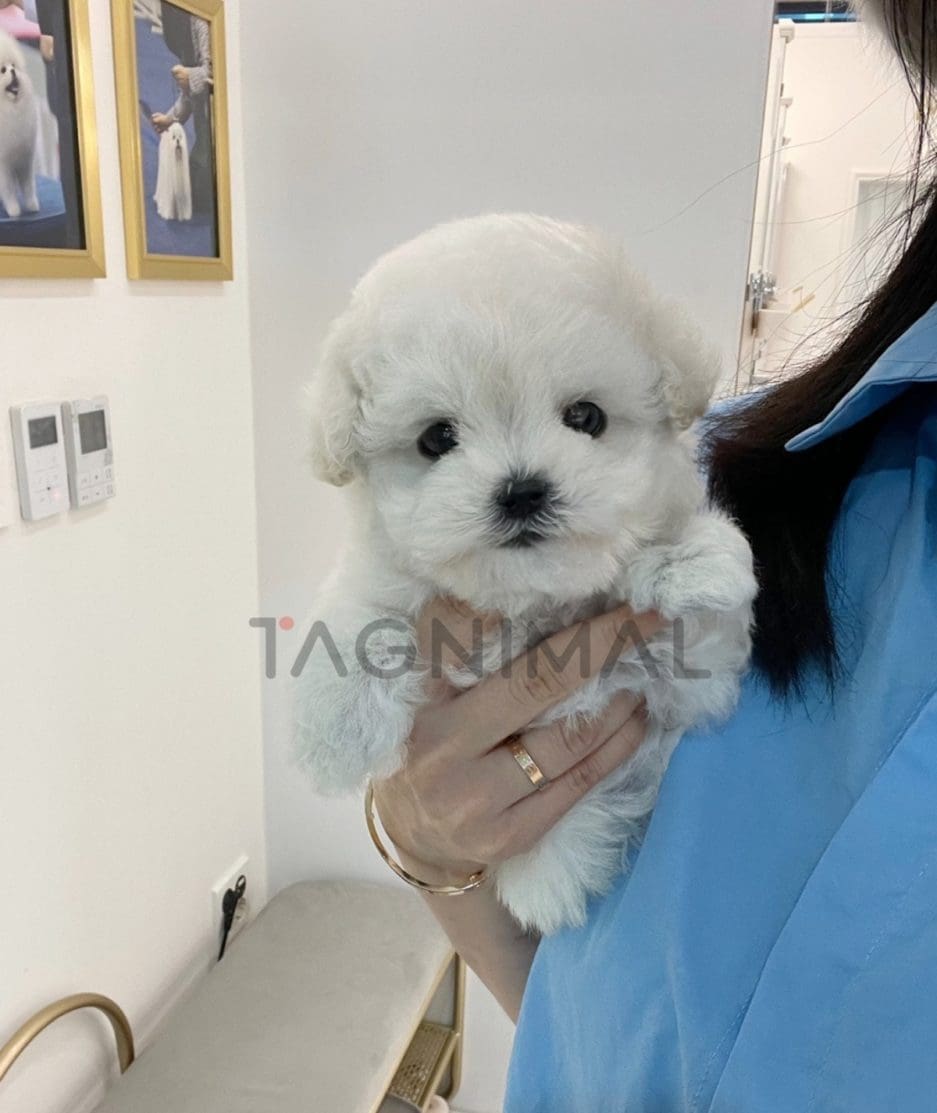 Bichon puppy for sale, dog for sale at Tagnimal