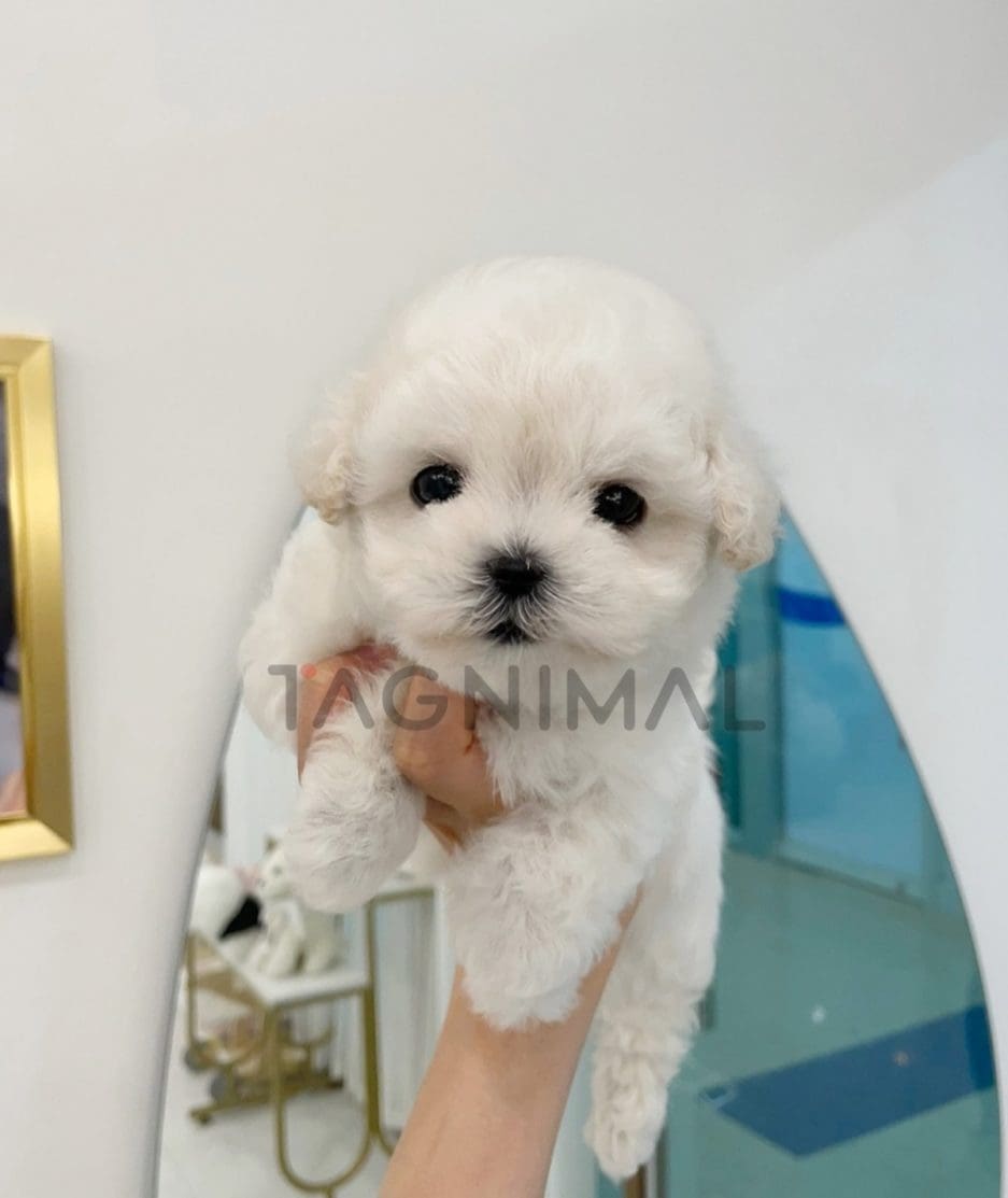 Bichon puppy for sale, dog for sale at Tagnimal