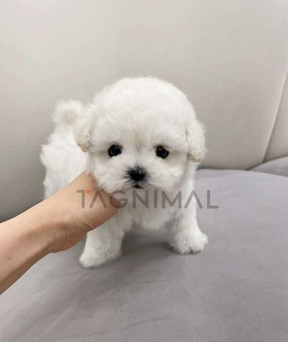 Bichon puppy for sale, dog for sale at Tagnimal