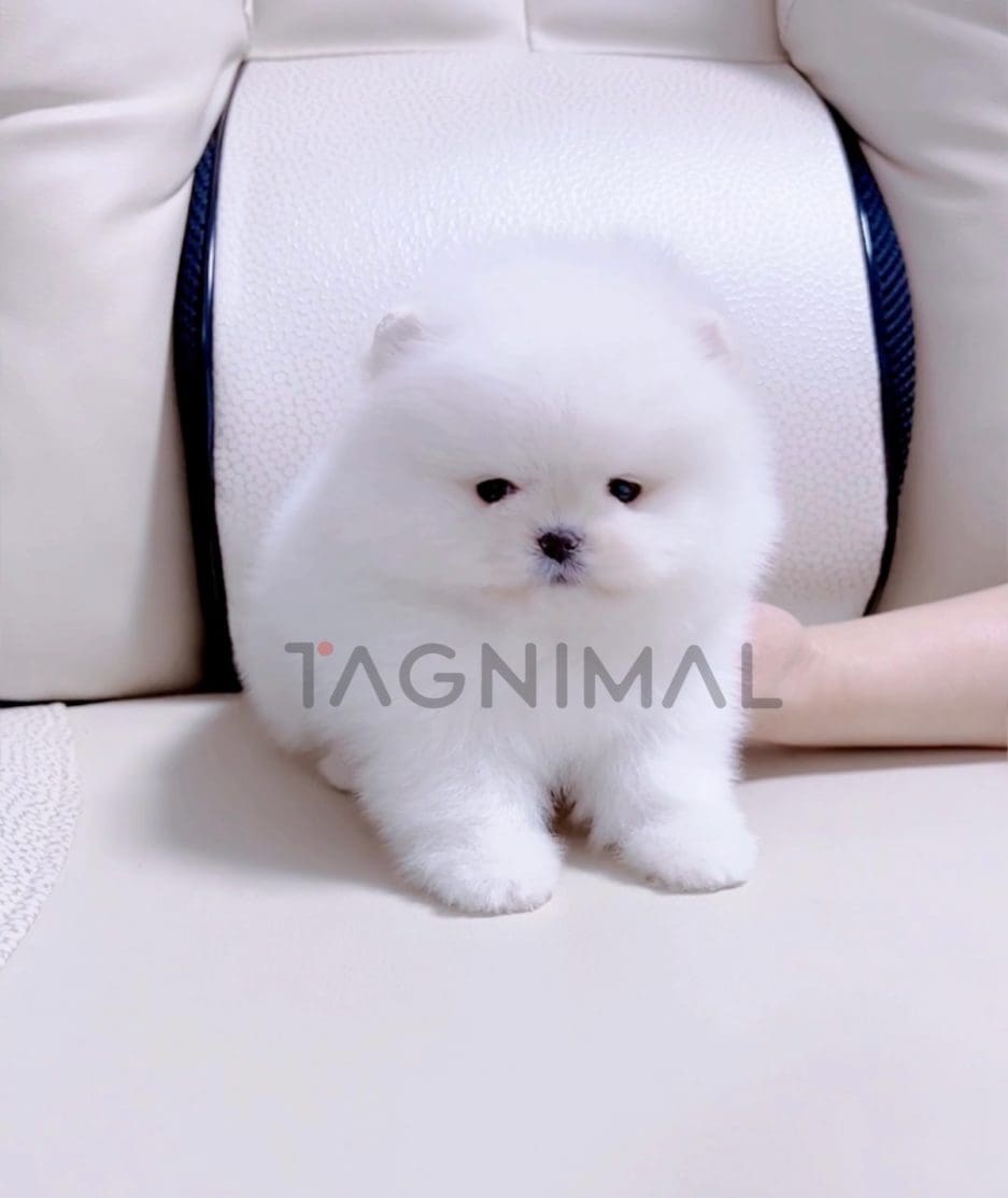 Pomeranian puppy for sale, dog for sale at Tagnimal