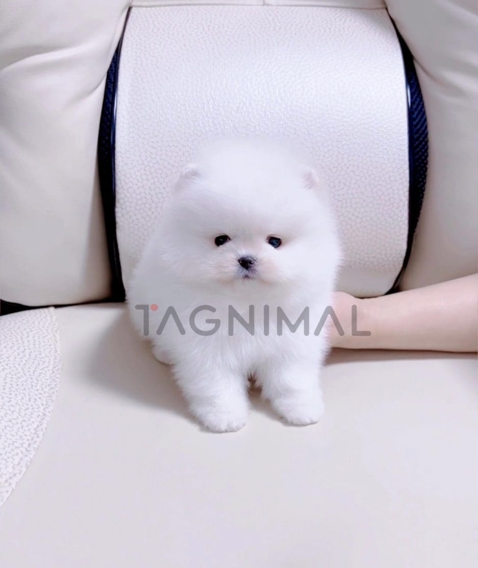 Pomeranian puppy for sale, dog for sale at Tagnimal