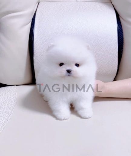 Pomeranian puppy for sale, dog for sale at Tagnimal