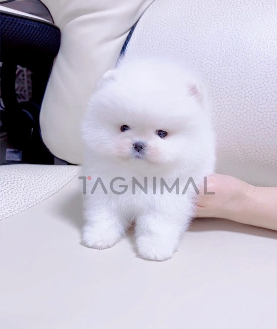 Pomeranian puppy for sale, dog for sale at Tagnimal