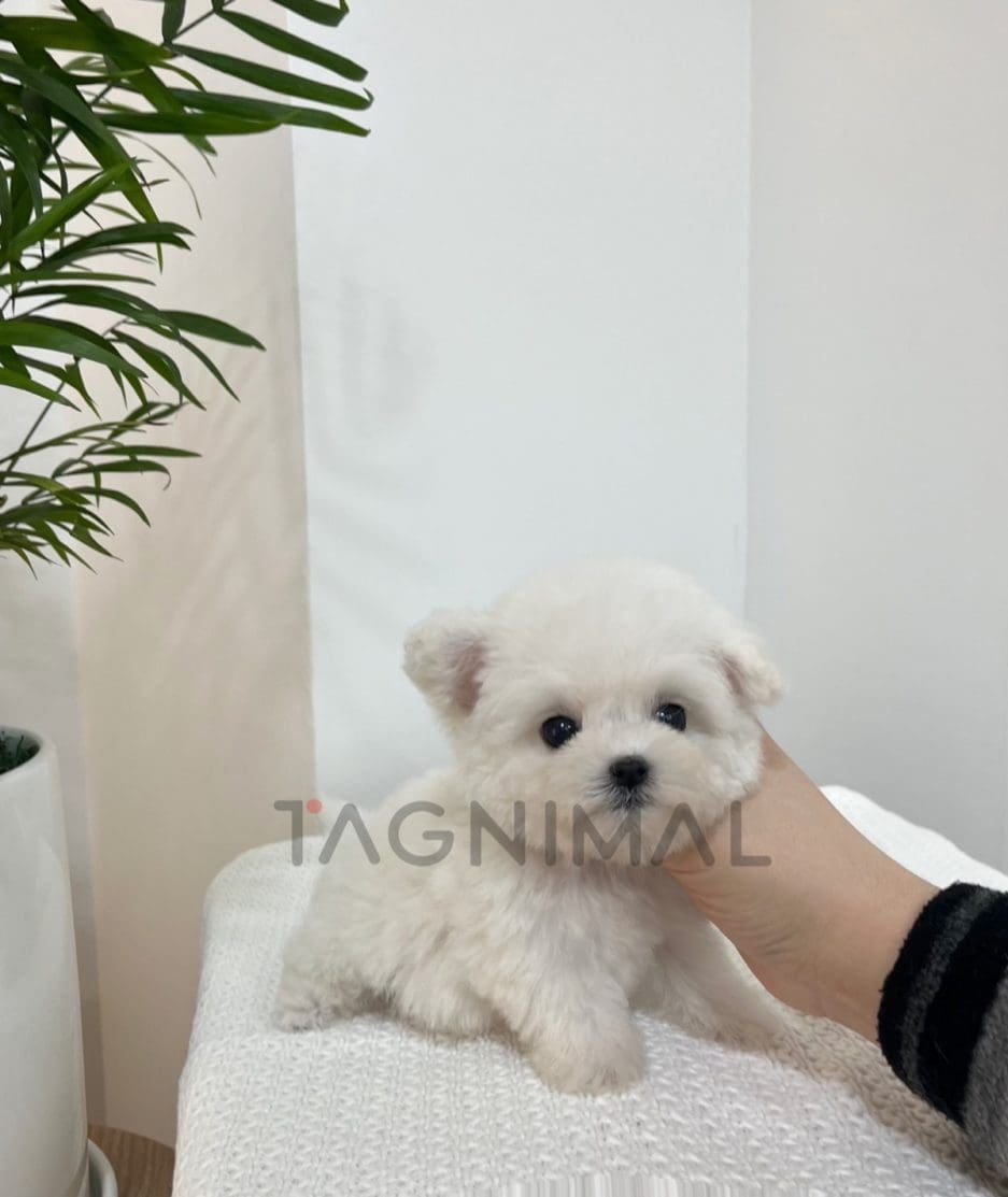 Bichon puppy for sale, dog for sale at Tagnimal