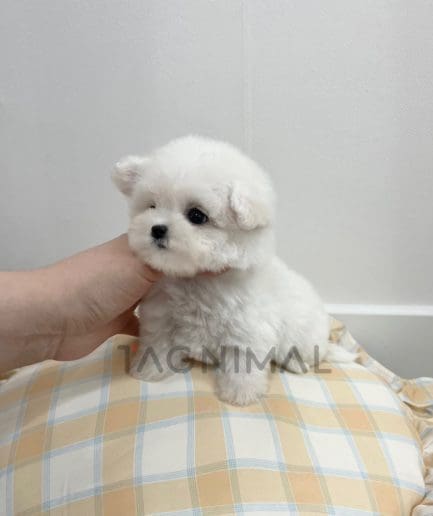 Bichon puppy for sale, dog for sale at Tagnimal