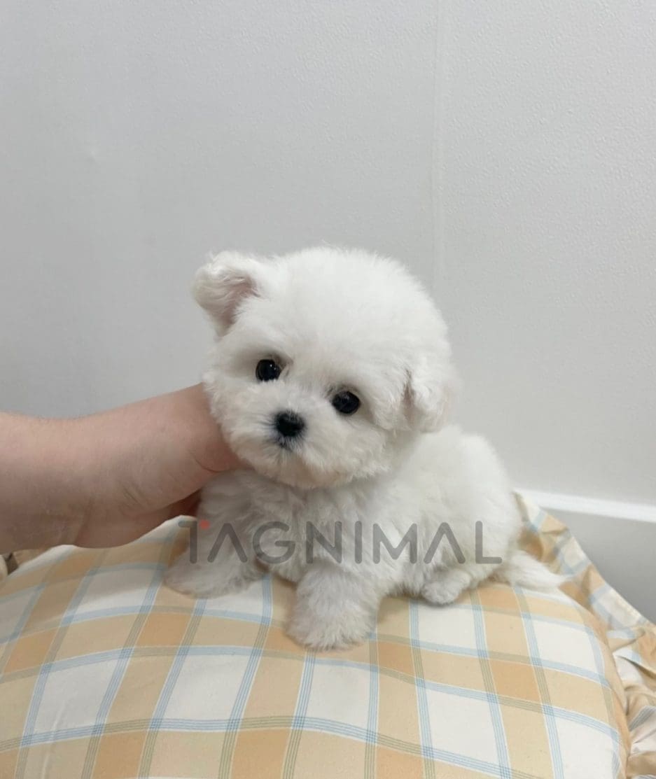 Bichon puppy for sale, dog for sale at Tagnimal