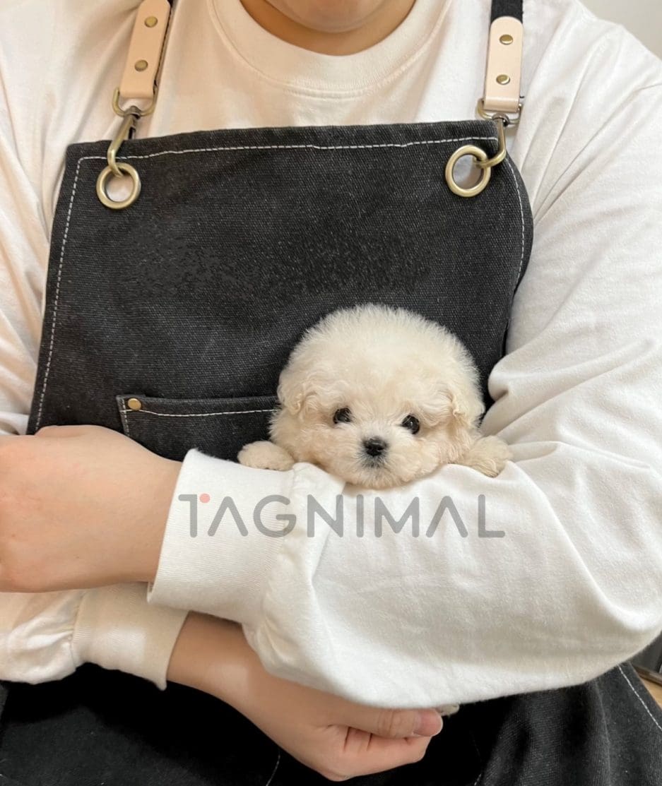 Pomeranian puppy for sale, dog for sale at Tagnimal