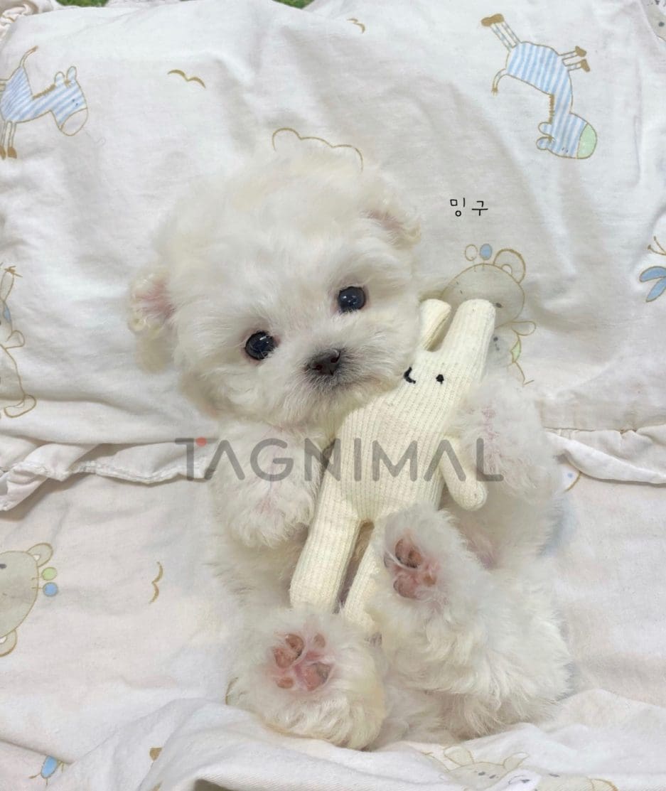 Bichon puppy for sale, dog for sale at Tagnimal