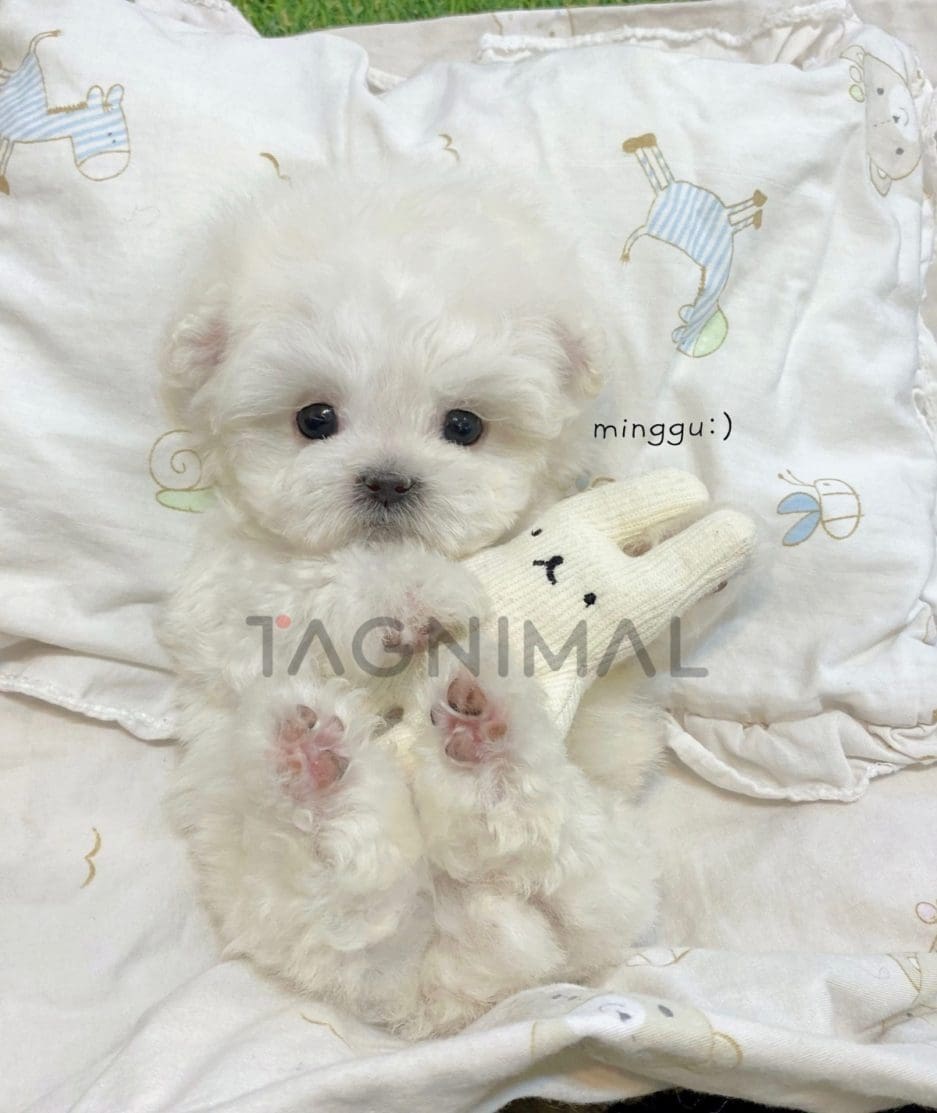 Bichon puppy for sale, dog for sale at Tagnimal