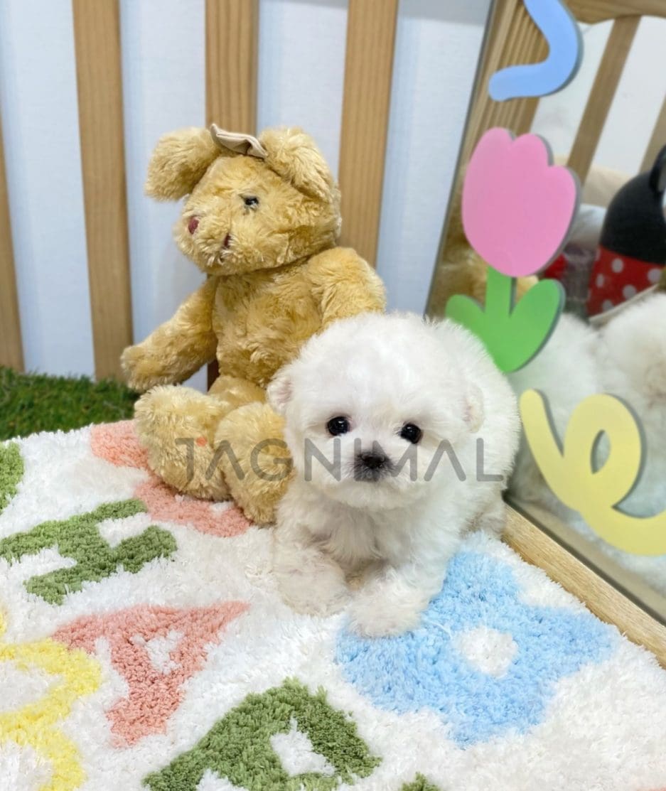 Bichon puppy for sale, dog for sale at Tagnimal