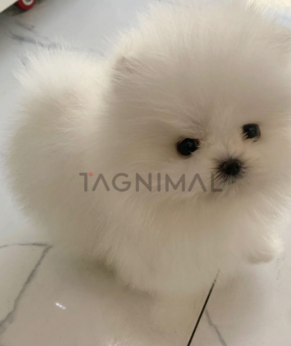 Pomeranian puppy for sale, dog for sale at Tagnimal