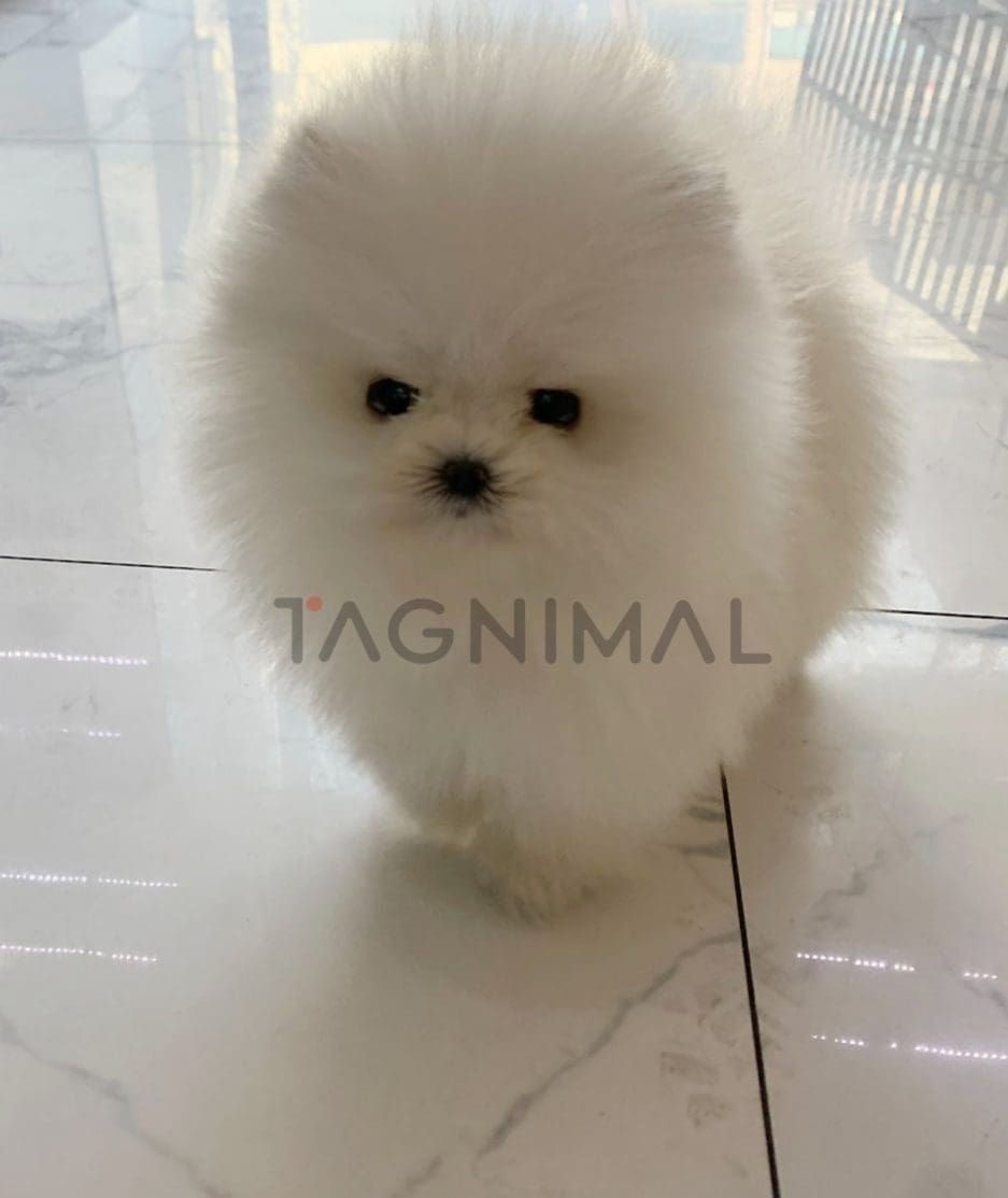 Pomeranian puppy for sale, dog for sale at Tagnimal