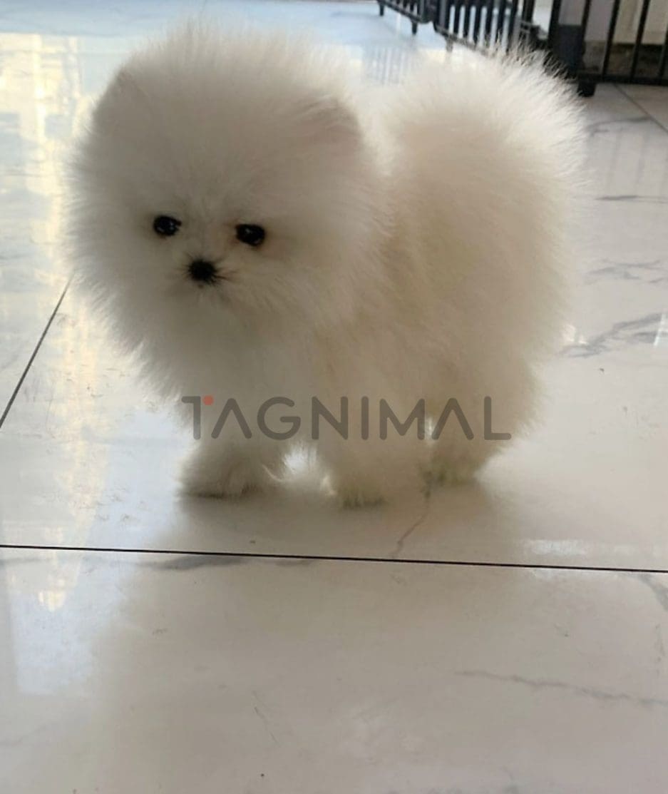 Pomeranian puppy for sale, dog for sale at Tagnimal