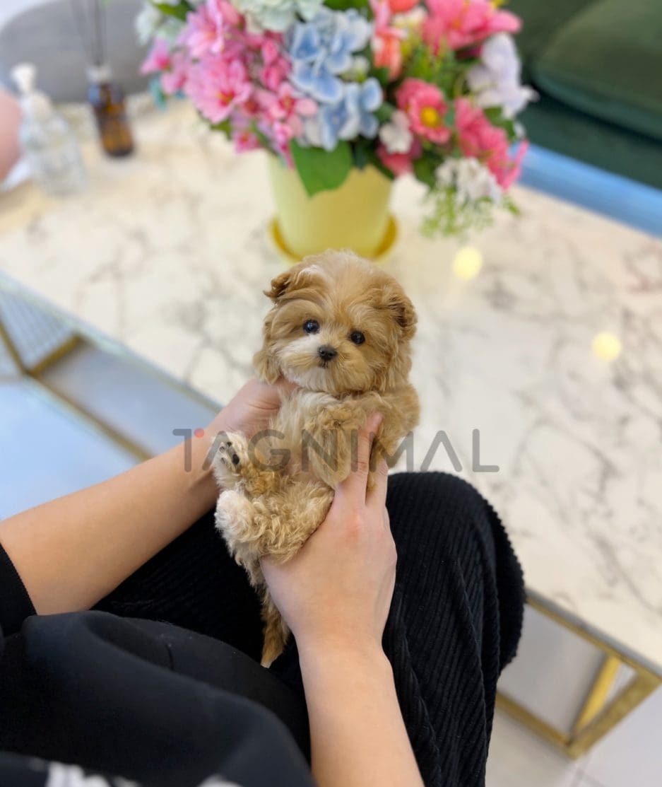 Maltipoo puppy for sale, dog for sale at Tagnimal