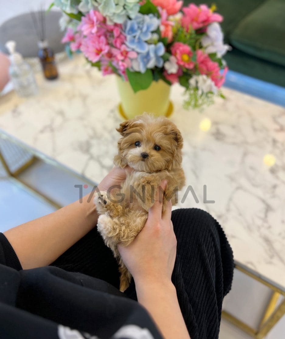 Maltipoo puppy for sale, dog for sale at Tagnimal