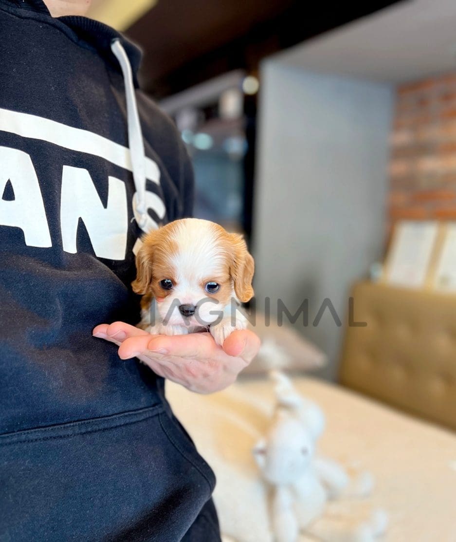 Cavalier King Charles puppy for sale, dog for sale at Tagnimal