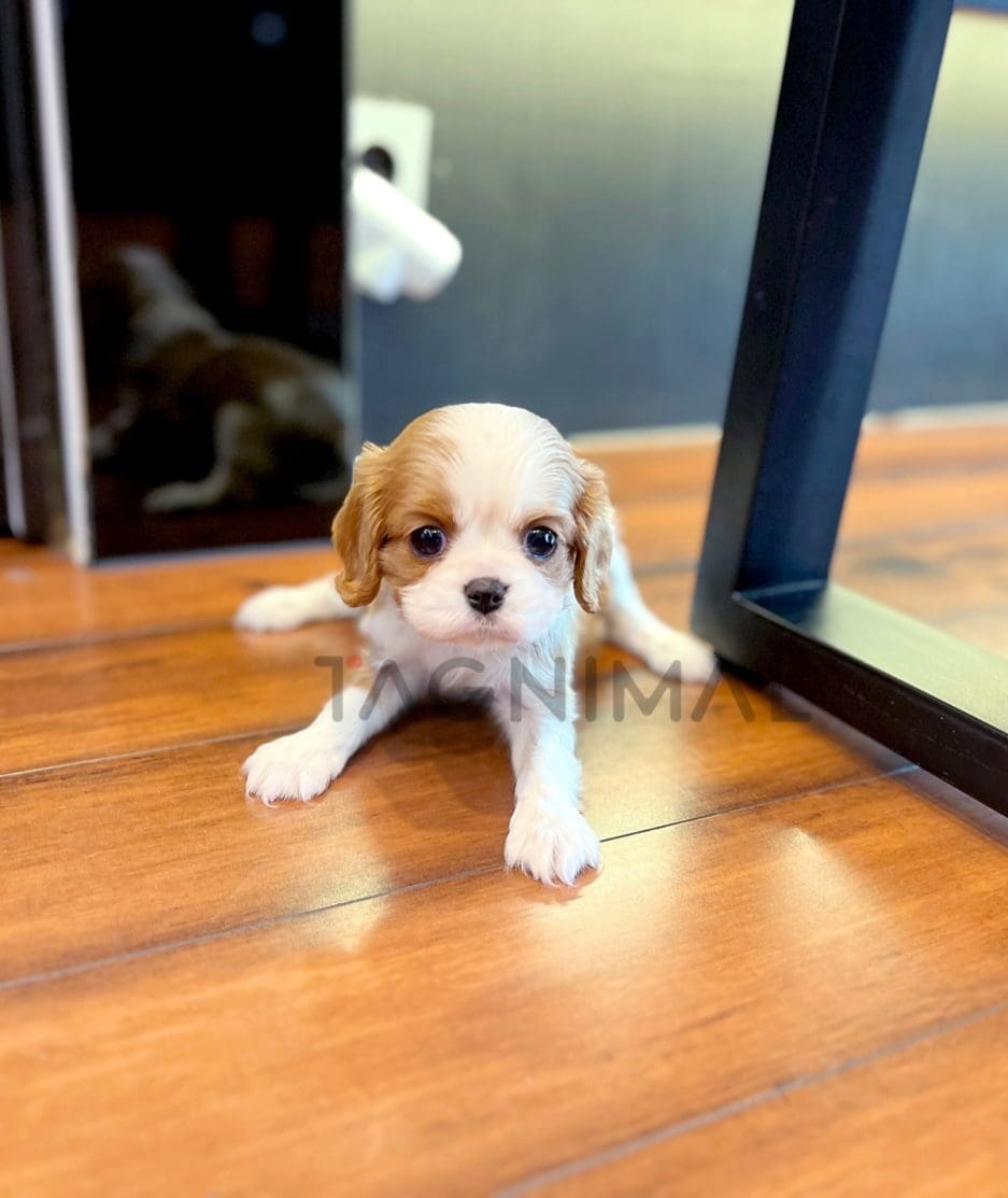 Cavalier King Charles puppy for sale, dog for sale at Tagnimal