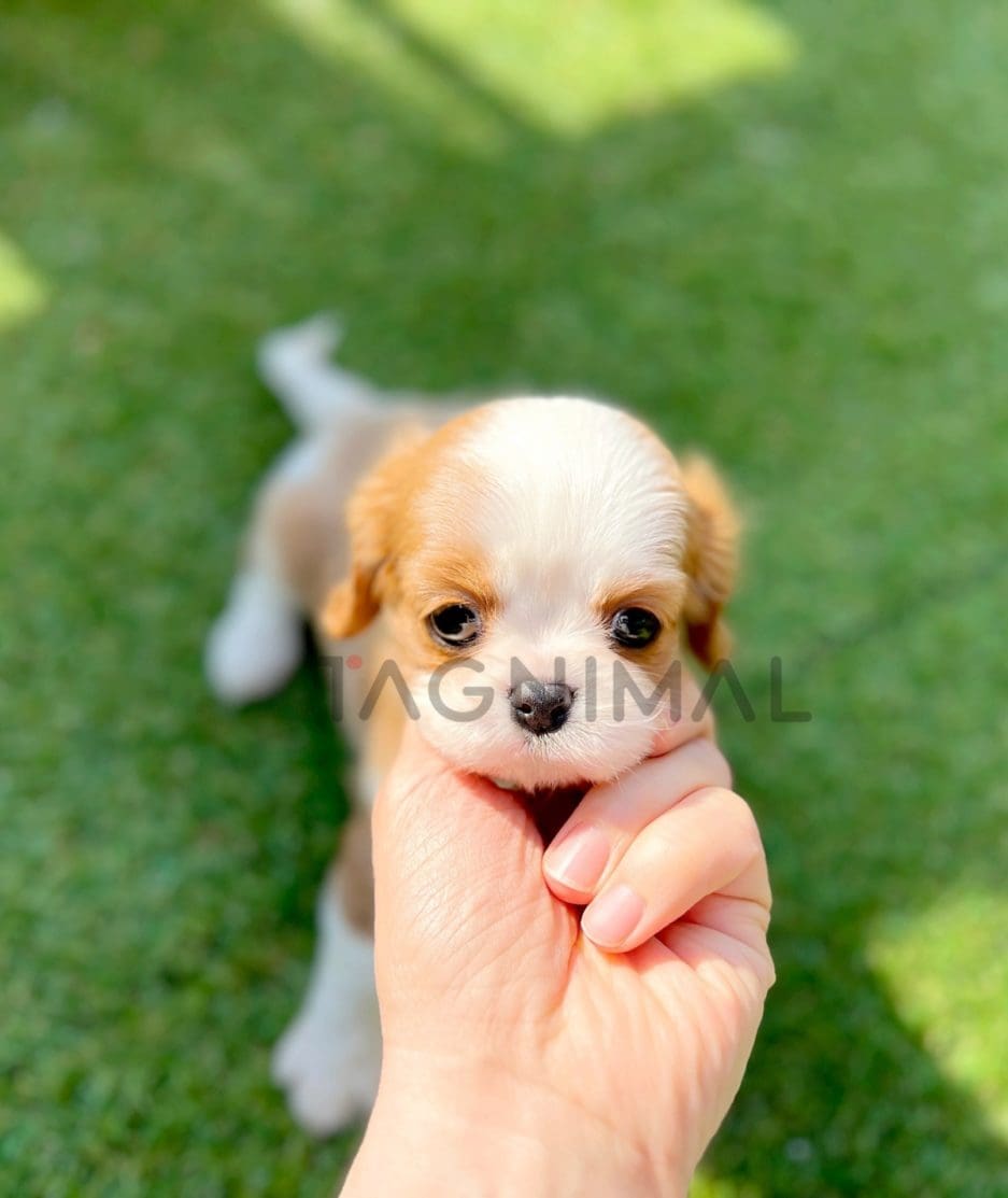 Cavalier King Charles puppy for sale, dog for sale at Tagnimal