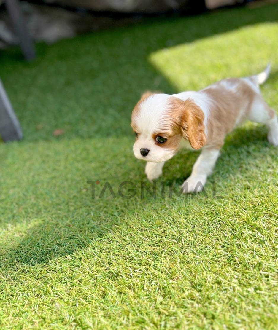 Cavalier King Charles puppy for sale, dog for sale at Tagnimal