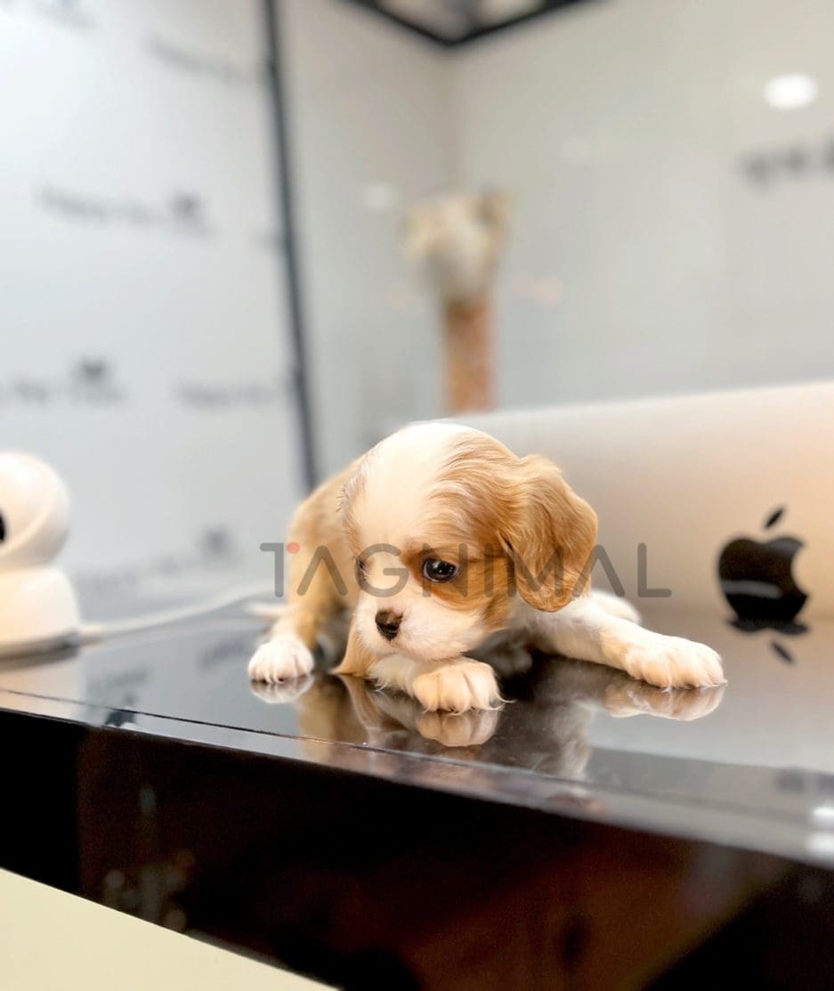 Cavalier King Charles puppy for sale, dog for sale at Tagnimal