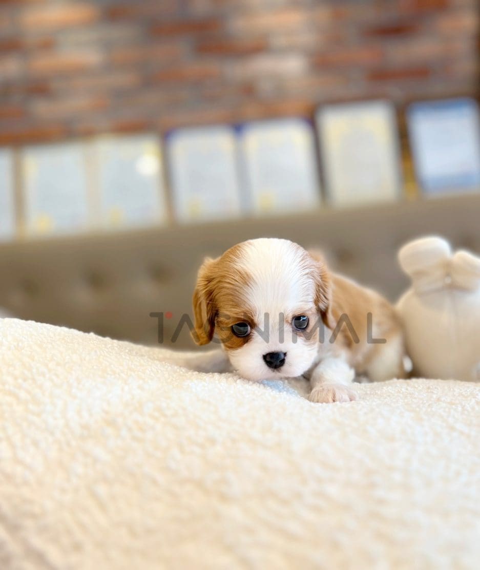 Cavalier King Charles puppy for sale, dog for sale at Tagnimal