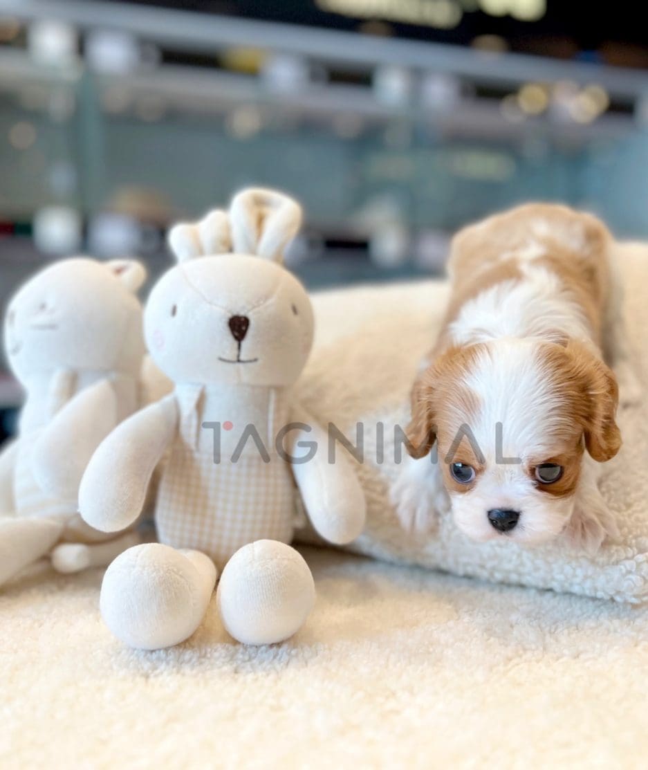 Cavalier King Charles puppy for sale, dog for sale at Tagnimal