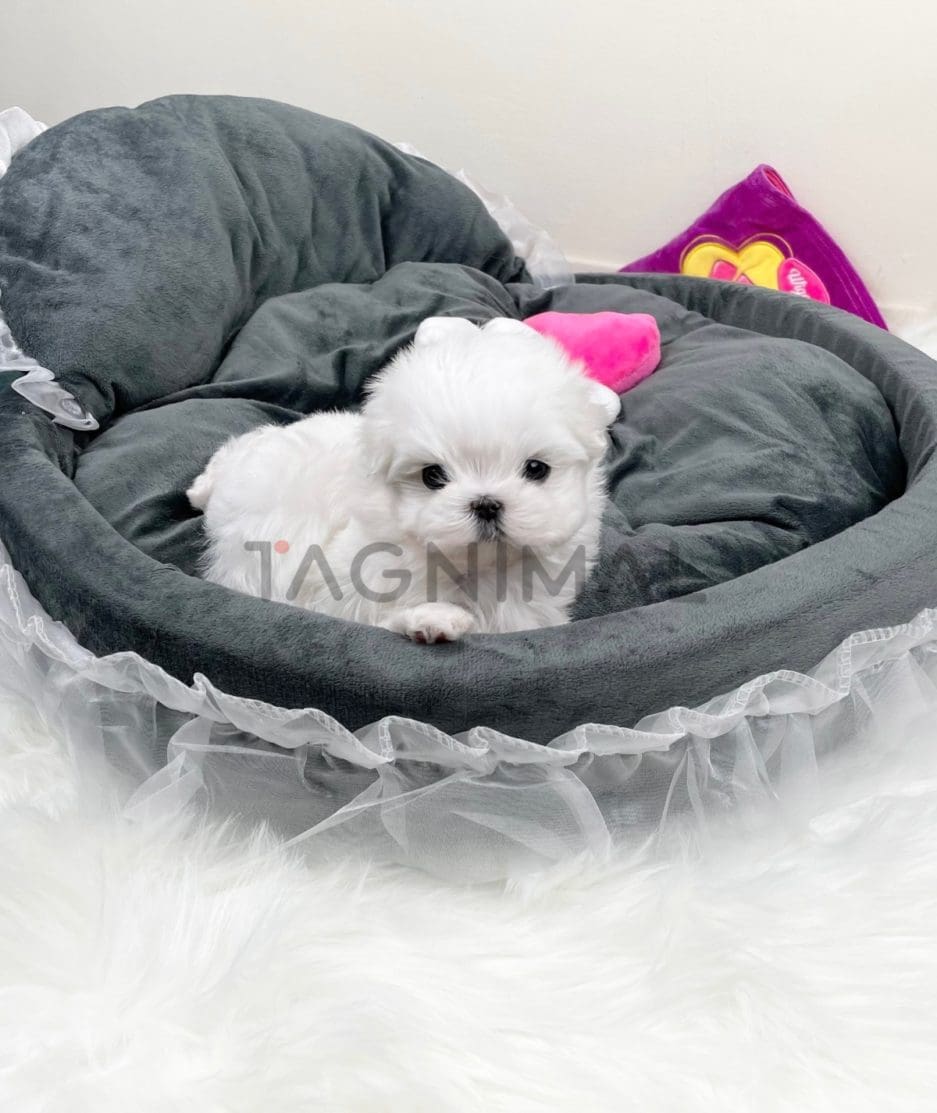 Maltese puppy for sale, dog for sale at Tagnimal