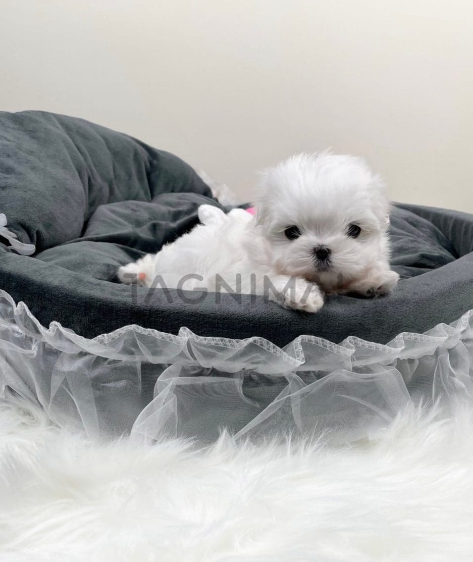 Maltese puppy for sale, dog for sale at Tagnimal