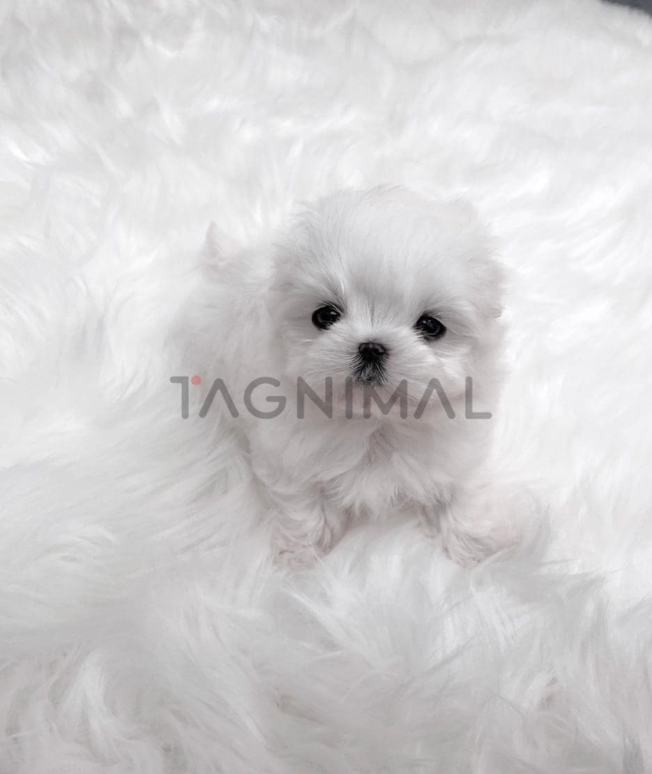 Maltese puppy for sale, dog for sale at Tagnimal