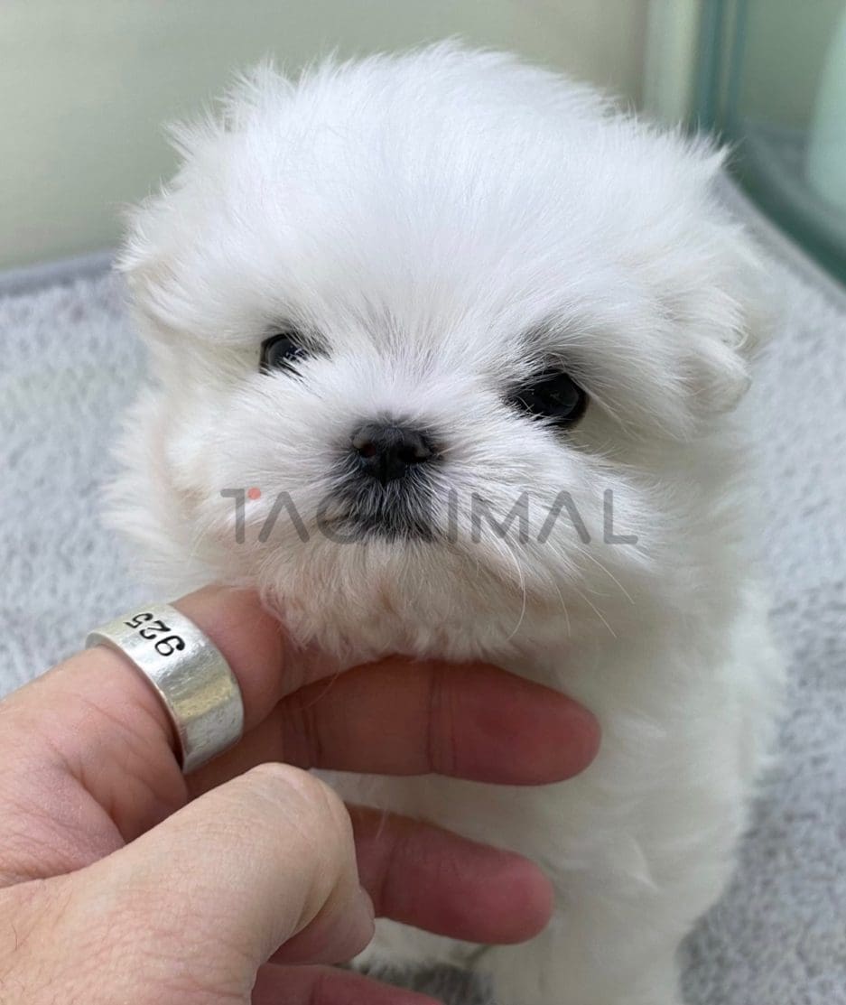 Maltese puppy for sale, dog for sale at Tagnimal