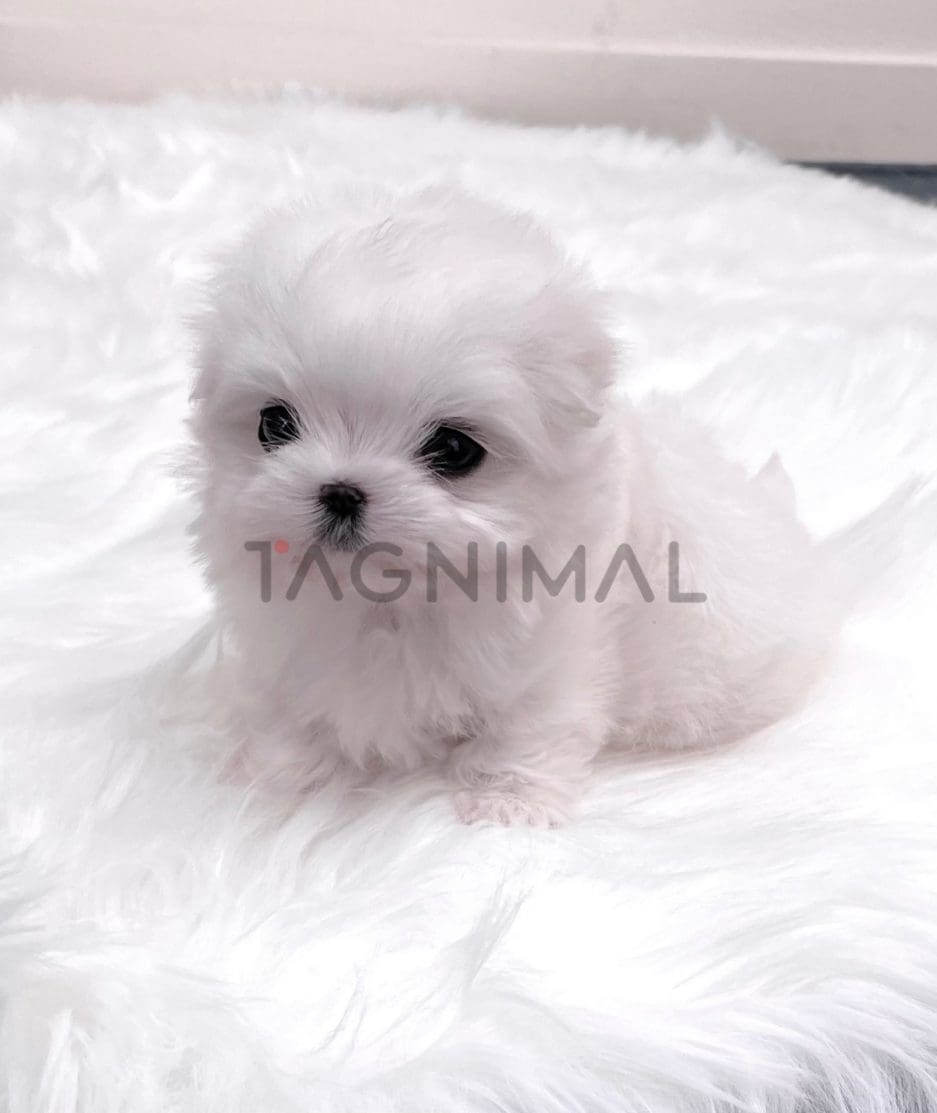 Maltese puppy for sale, dog for sale at Tagnimal