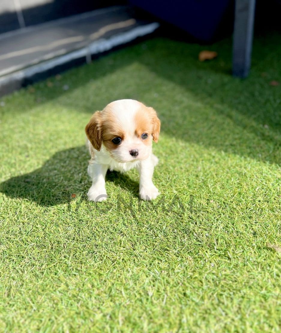 Cavalier King Charles puppy for sale, dog for sale at Tagnimal