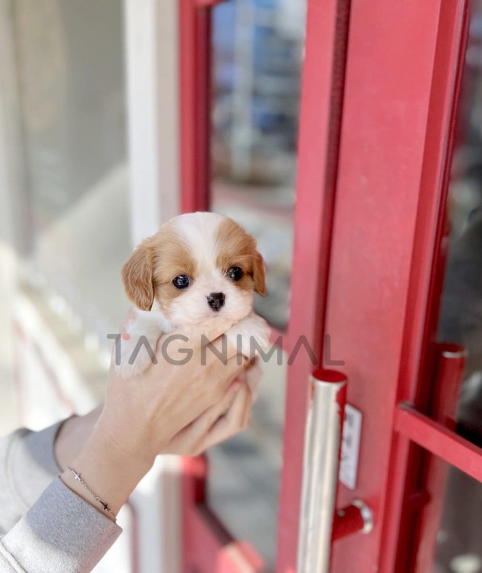 Cavalier King Charles puppy for sale, dog for sale at Tagnimal