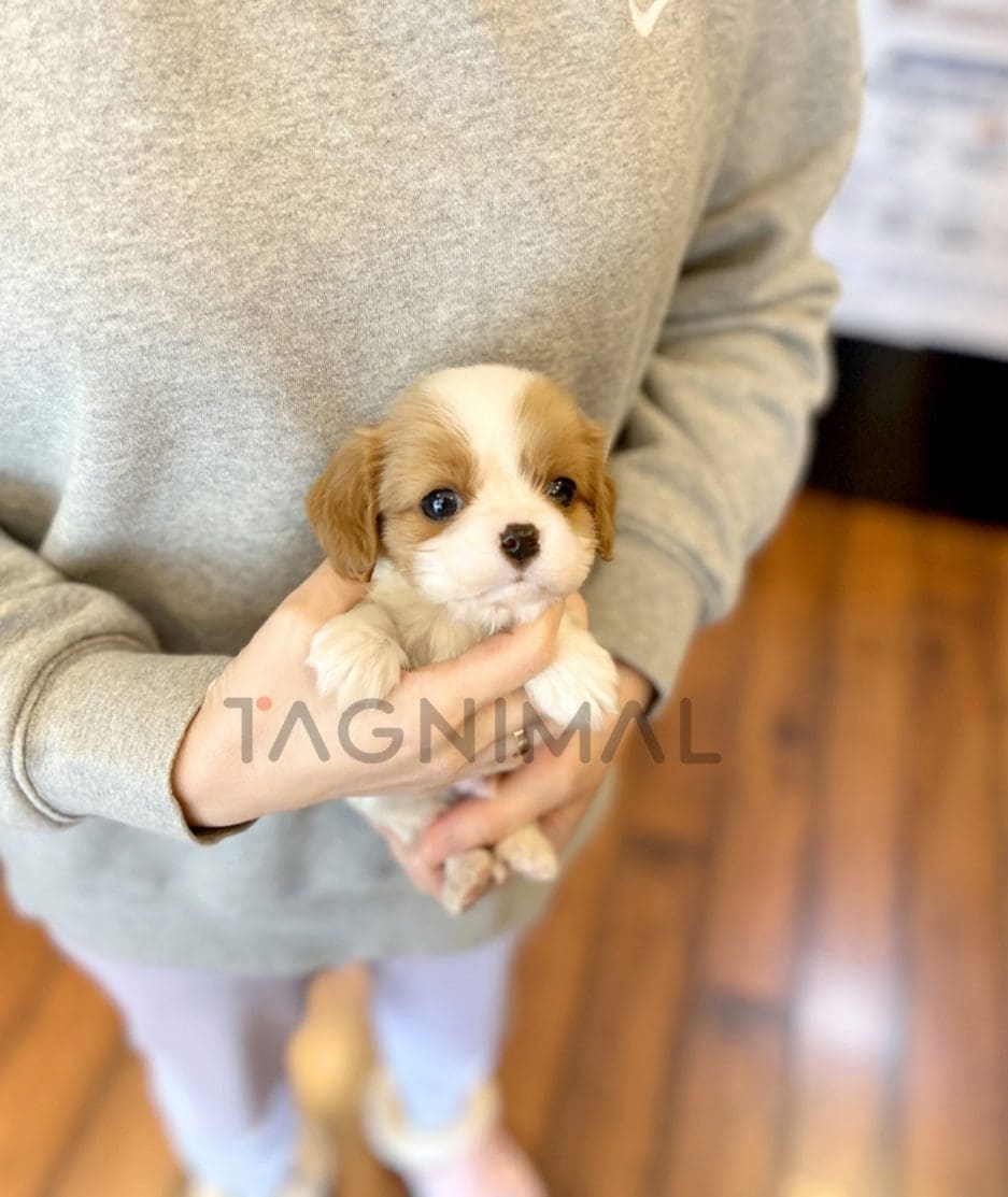 Cavalier King Charles puppy for sale, dog for sale at Tagnimal