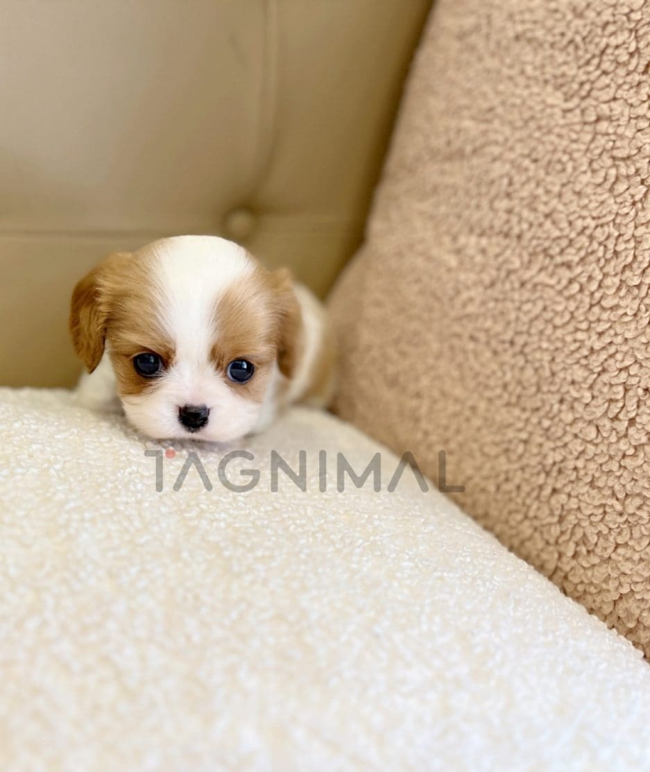 Cavalier King Charles puppy for sale, dog for sale at Tagnimal