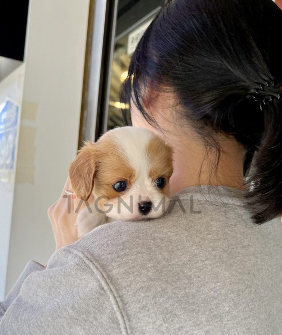 Cavalier King Charles puppy for sale, dog for sale at Tagnimal