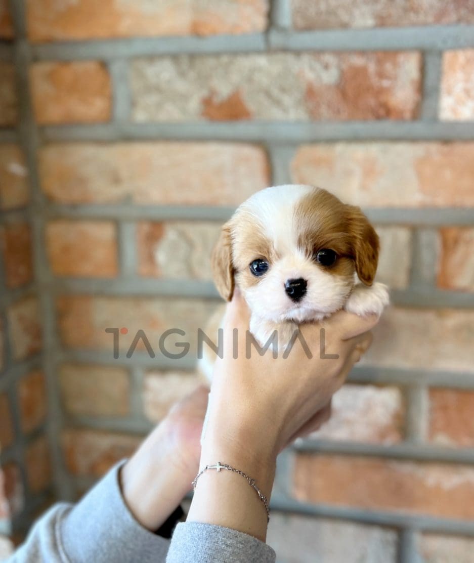 Cavalier King Charles puppy for sale, dog for sale at Tagnimal